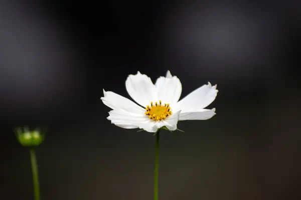 Cosmos karnabahar Kunth kozmos çiçek canlı pembe yapraklar ile bir bahçede.