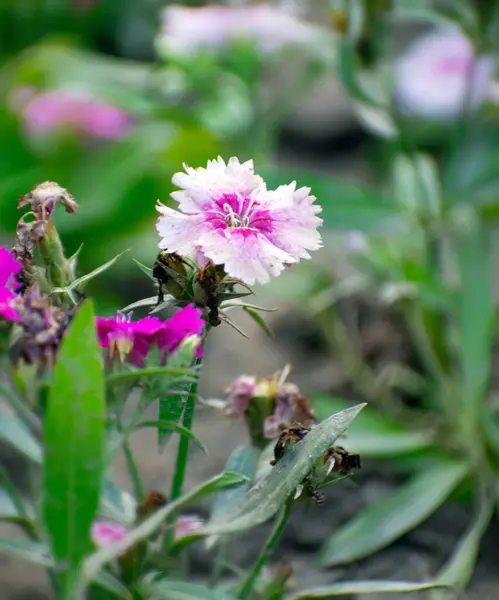Dianthus chinensis bahçesinde narin taç yaprakları olan Japon pembe çiçeği.