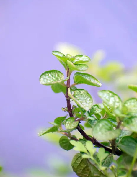 Mentha piperita nane yaprakları ve bahçesinde taze yeşil yapraklar..