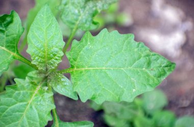Bahçede yemyeşil yaprakları olan Solanum memphiticum yeşil yaprakları.