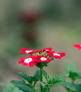 Verbena hybrida verbena flower with vibrant purple petals in a garden. clipart