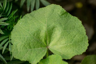 Alcea biennis hollyhock leaves with lush green foliage in a garden setting. clipart