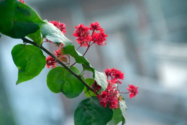 Bougainvillea buttiana bougainvillea flower with vibrant pink bracts in a tropical garden. clipart