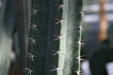 Kaktüs dokusu, kaktüs iğneleri yakından, kaktüs çizgileri yakından, makro sulu iğneler yakından, yeşil Texutra sulu.