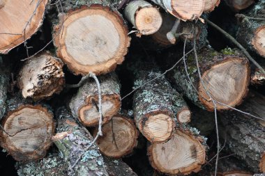 Rown odunları, kışın ev ısıtması için yakacak odunlar, çam, meşe kütükleri, odun, kışın ısıtma, gaz ve elektrik olmadan, kışın ısınmak için hazırlık, hatta yakacak odun bile.