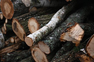 Rown odunları, kışın ev ısıtması için yakacak odunlar, çam, meşe kütükleri, odun, kışın ısıtma, gaz ve elektrik olmadan, kışın ısınmak için hazırlık, hatta yakacak odun bile.