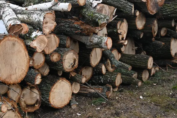 Rown odunları, kışın ev ısıtması için yakacak odunlar, çam, meşe kütükleri, odun, kışın ısıtma, gaz ve elektrik olmadan, kışın ısınmak için hazırlık, hatta yakacak odun bile.