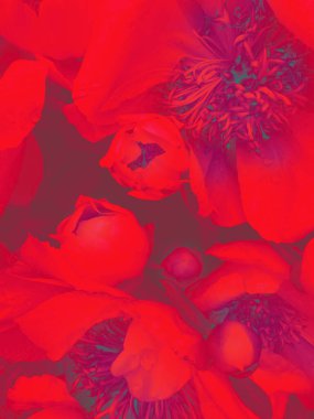 Şakayıklar taze yaz mevsiminde kapanıyor. 2023 'ün eflatun renginde.