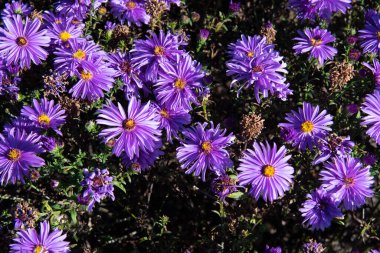 Bahar projen için güzel mor Michael elmas papatyaları.
