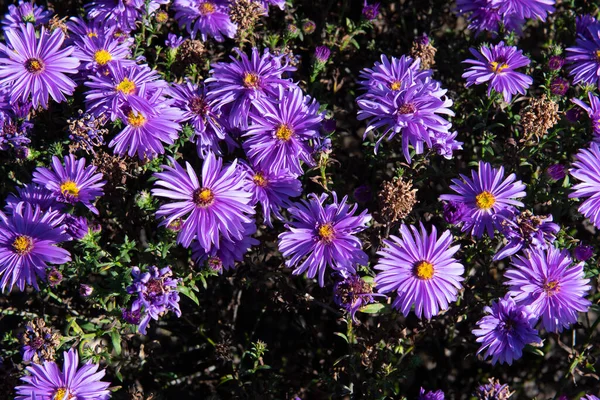 stock image beautiful purple michaelmas daisies background for your spring project