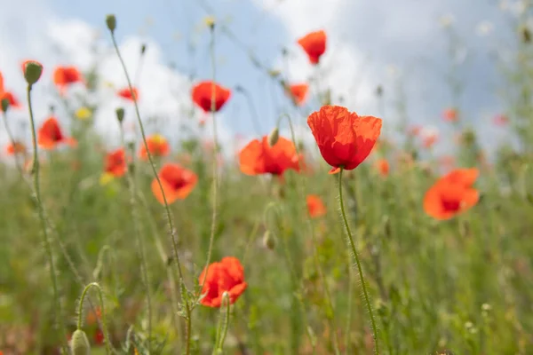 stock image close up of poppy flowers field on a sunny summer day with selective focus