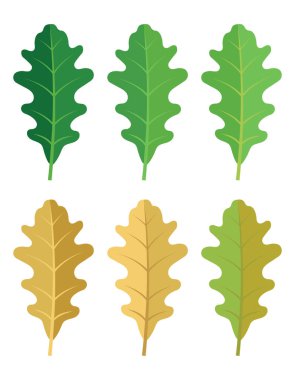 Meşe yaprakları dizildi, yeşilden sarıya, ilkbahardan sonbahara, vektör illüstrasyonu