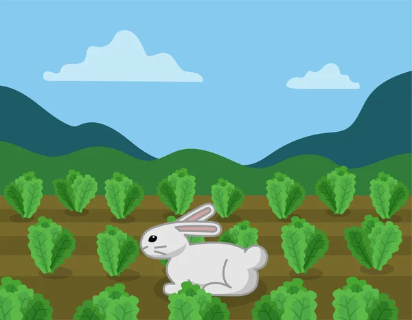 レタスでフィールド上のウサギ — ストックベクタ