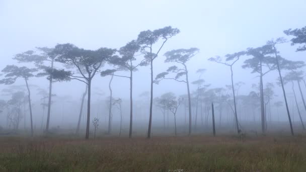 Piękno Mgły Sosnowym Dziedzińcu Rano — Wideo stockowe