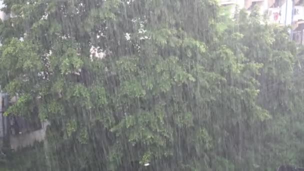 Deszcz Zielone Drzewo Lecie — Wideo stockowe