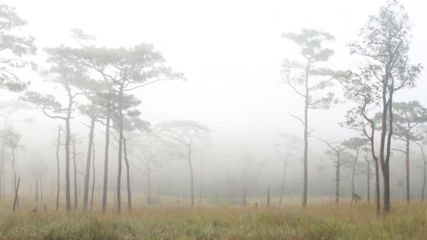 Piękno Mgły Sosnowym Dziedzińcu Rano — Wideo stockowe