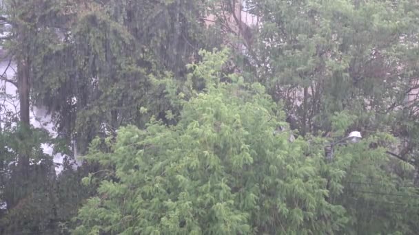 Βαριά Βροχή Και Πράσινο Δέντρο Καλοκαίρι — Αρχείο Βίντεο