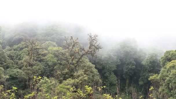 Timelapse Montagne Nebbia Nebbia Soffia Foresta Alberi — Video Stock