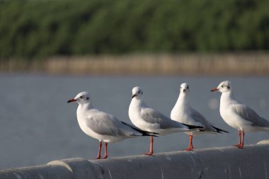 Martı portresi, Beton 'un yanında oturan beyaz kuş martısının yakın görüntüsü..