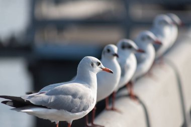 Martı portresi, Beton 'un yanında oturan beyaz kuş martısının yakın görüntüsü..
