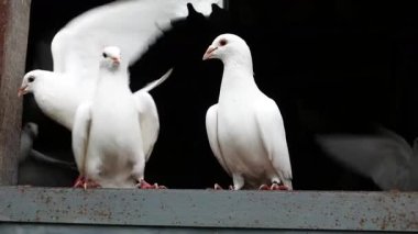 Güçlü Beyaz Güvercinler Elden Ye ve Uç Yazan Çatı Kapısı Gölgesi