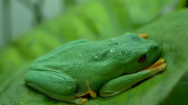 Kırmızı Gözlü Ağaç Kurbağasının Yakın Çekimi Yaprağın Üzerinde Dinleniyor