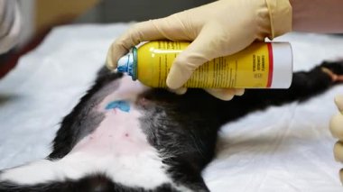 Siyah ve Beyaz Kedi Küçük Göbek Kesiği Üzerine Spreyle Tedavi Edildi
