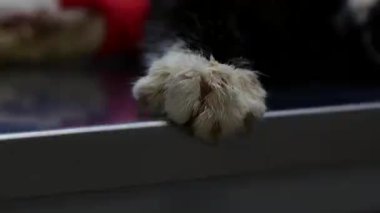 Veterinerde Korkmuş Kedi Pençesi Kavrama Masası