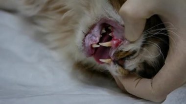 Fluffy Cat 'in Veteriner Kontrol Dişlerinin Yakın Çekimi