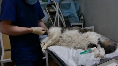 Eldivenli Veteriner Klinik Masasında Hasta Yumuşak Kedi