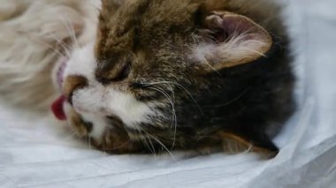 Veteriner Muayenehanesindeki Uzun Saçlı Kedi 'nin Yakın Çekimi