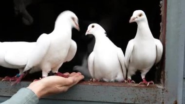 Güçlü Beyaz Güvercinler Elden Ye ve Uç Yazan Çatı Kapısı Gölgesi
