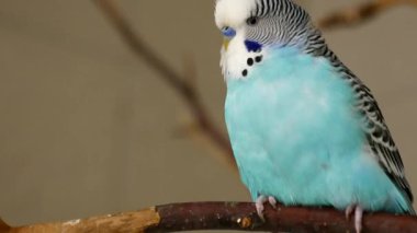 Indoor Blue Budgerigar Sings Cheerfully on Perch and Then Flies Off Naturally