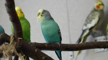 Turkuaz Budgie, Yeşil Partnerin Gagasından Gagasına Diğer Muhabbetkuşları İçerde Besliyor