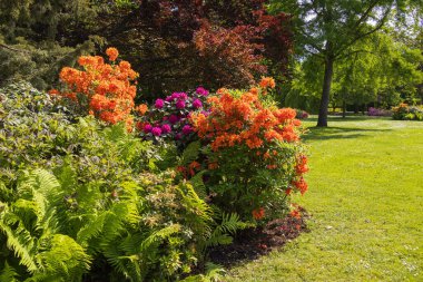 4 Mayıs 2024 'te, Viyana' nın Schonbrunn Park bahçesinde güzel çiçek açan Azalea çalıları.