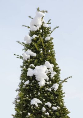 Kar, açık mavi gökyüzüne karşı dondurucu güneşli kış gününde koni şeklinde kozalaklı porsuk ağacını kapladı.
