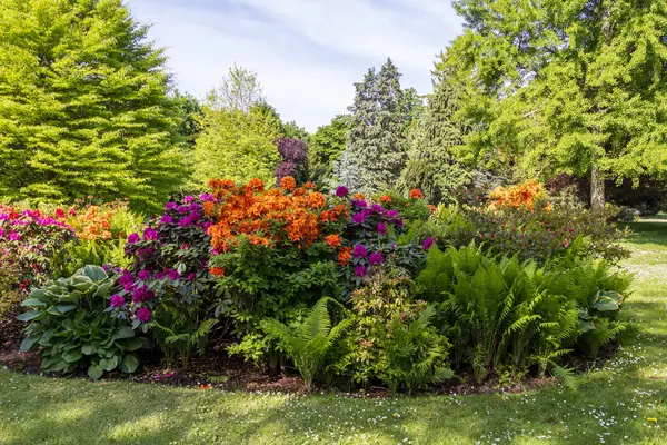 Avusturya 'nın Viyana kentindeki Schnbrun Sarayı' ndaki bir halk bahçesinde parlak ve canlı bir çiçek tarhında, eğrelti otları ve yeşil ağaçlarla çevrili, turuncu ve mor renklerde çiçek açan rhododendronlar sergileniyor..
