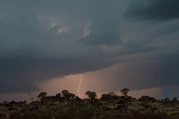 Thunderstorm in night over Quiver trees in Namibia