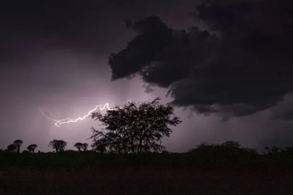 Thunderstorm in night over Quiver trees in Namibia