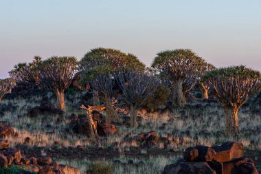 Namibya 'daki Titrek Ağaçlar Ormanı' nda gün doğumu