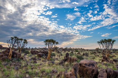 Namibya, Güney Afrika 'daki Titrek Ağaç Ormanı