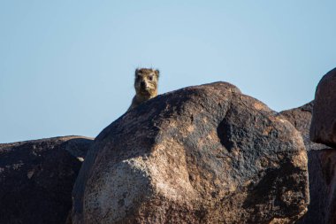 Damman, Procavia capensis, Namibya 'da kayalıklarda