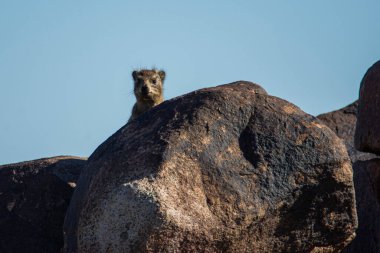 Damman, Procavia capensis, Namibya 'da kayalıklarda