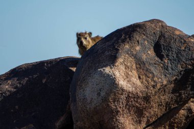 Damman, Procavia capensis, Namibya 'da kayalıklarda