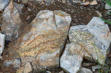 Mesosaurus fosili Namibya 'daki Afrika çölünde.