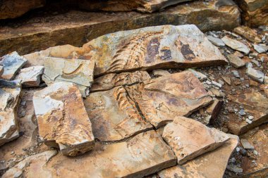 Mesosaurus fosili Namibya 'daki Afrika çölünde.