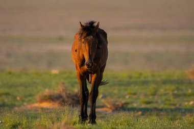 Wild Horses close to Aus in Namib desert in Namibia.