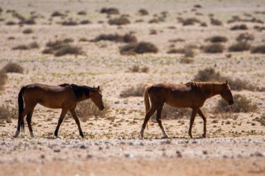 Wild Horses close to Aus in Namib desert in Namibia.