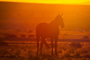 Wild Horses close to Aus in Namib desert during sunset in Namibia.