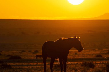 Wild Horses close to Aus in Namib desert during sunset in Namibia.